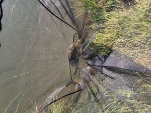 Crucian Carp