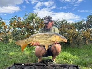 Common Carp