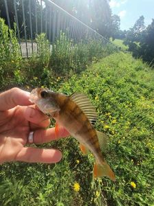 European Perch