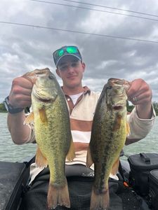 Largemouth Bass