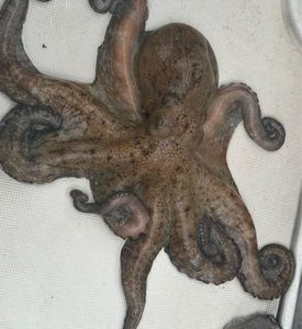 Common Octopus