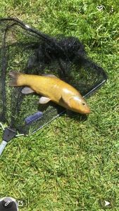 Tench