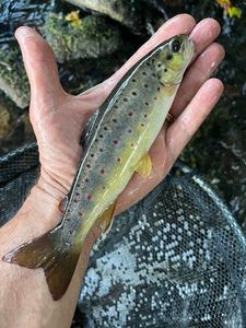 Brown Trout