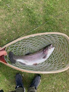 Rainbow Trout