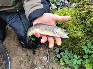 Brown Trout