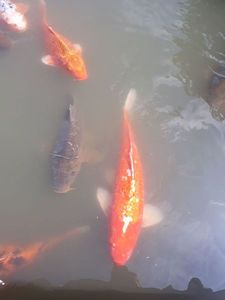 Koï Fish