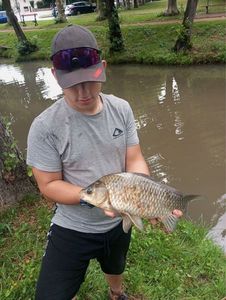 Crucian Carp