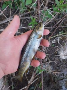 Brown Trout