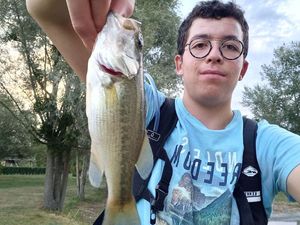 Largemouth Bass