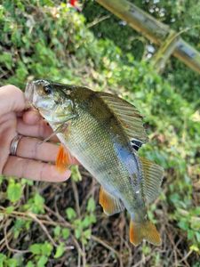 European Perch