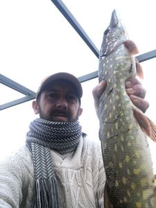 Northern Pike