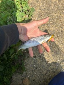 Rainbow Trout