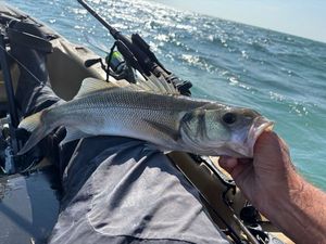European Bass (Seabass)