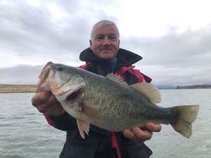Largemouth Bass