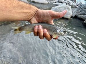 Brown Trout