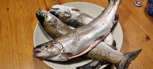 Rainbow Trout