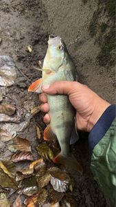 European Perch