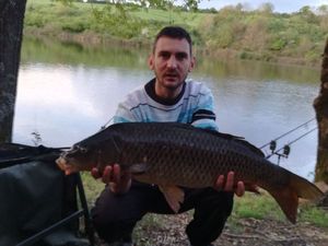 Common Carp