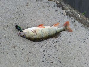 European Perch