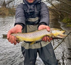 Brown Trout