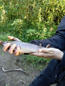 Brown Trout