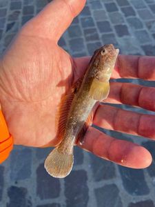Giant Goby