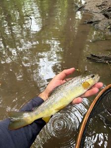 Brown Trout