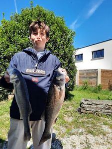 European Bass (Seabass)