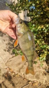 European Perch