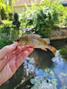 European Perch
