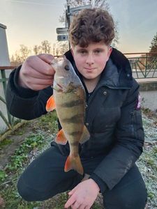 European Perch