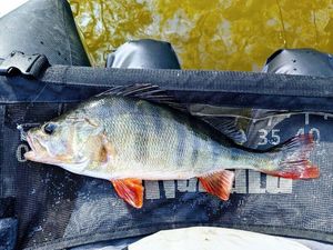 European Perch