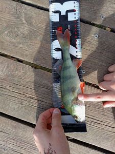 European Perch