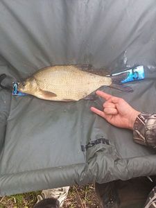 Common Bream