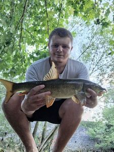 Barbel