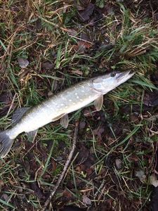 Northern Pike