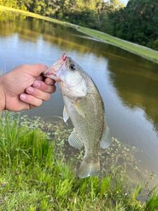 Largemouth Bass