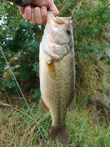 Largemouth Bass