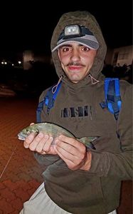 Gilthead Seabream