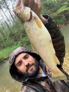 Brown Trout