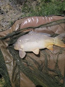 Mirror Carp