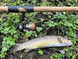 Brown Trout