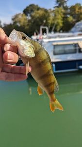 European Perch