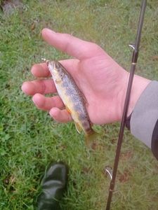 Brown Trout