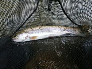 Rainbow Trout