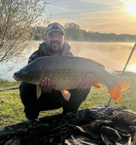 Common Carp
