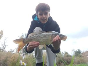 Common Carp