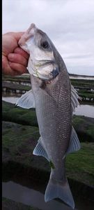 European Bass (Seabass)