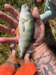 European Perch