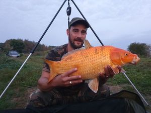 Koï Fish